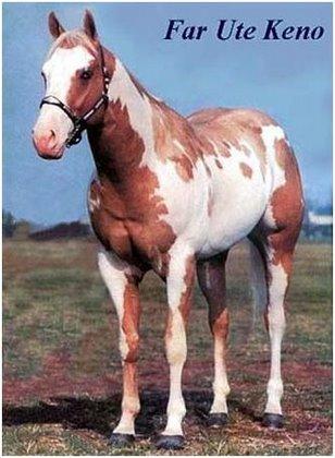 american paint horse